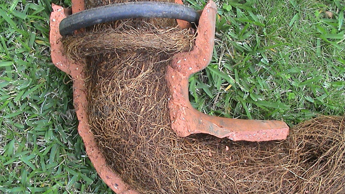 Tree roots blocking a pipe