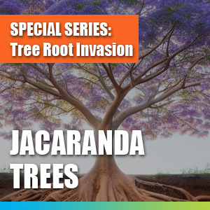 Tree Root Invasion - Jacaranda Trees