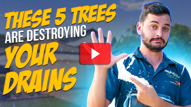 These 5 Trees WILL Destroy Your Drains! video