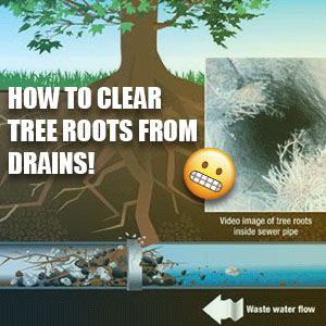 How to Clear Tree Roots from Drains