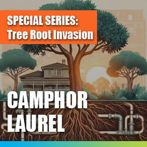 Tree Root Invasion - Camphor Laurel