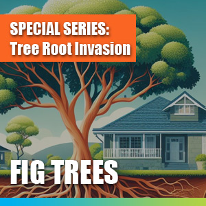 Tree Root Invasion - Fig Trees