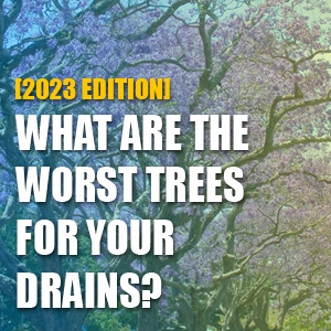 What Are The Worst Trees For Your Drains? [2023 Edition]
